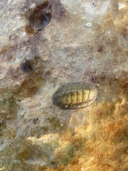 Lepidochitona cinerea