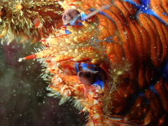 Galathea strigosa