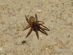 Ariadna boesenbergi