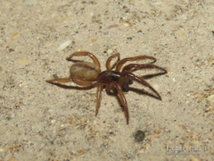 Ariadna boesenbergi