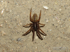 Ariadna boesenbergi