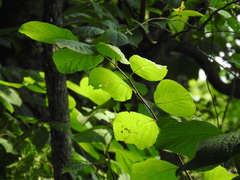 Styrax grandifolius
