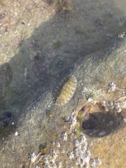 Lepidochitona cinerea