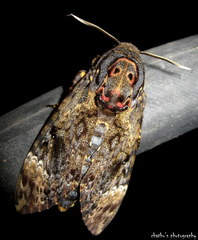 Lepidoptera