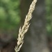 Calamagrostis arundinacea - Photo (c) Krzysztof Ziarnek, Kenraiz, algunos derechos reservados (CC BY-SA)