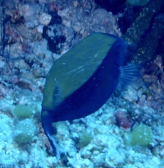 Ostracion cyanurus