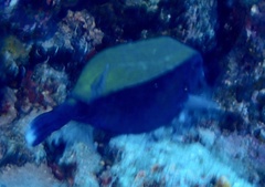 Ostracion cyanurus