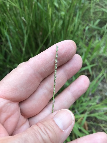 Paspalum setaceum var. psammophilum