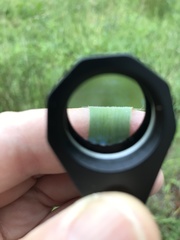 Paspalum setaceum psammophilum