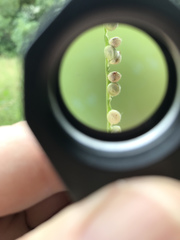 Paspalum setaceum psammophilum