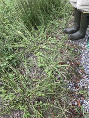 Paspalum setaceum psammophilum