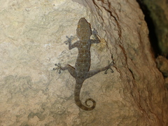 Ptyodactylus oudrii