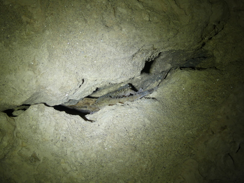 Tarentola boehmei