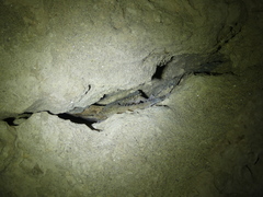 Tarentola boehmei