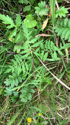 Rorippa sylvestris iNat (1)