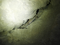 Tarentola boehmei