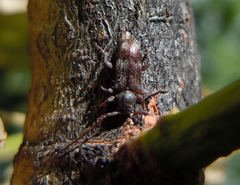 Exocentrus lusitanus