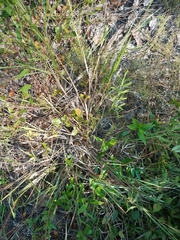 Dichanthelium angustifolium