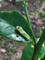 Papilio demoleus malayanus