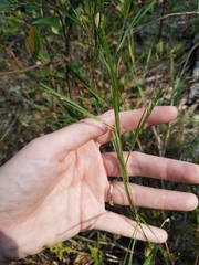 Dichanthelium angustifolium