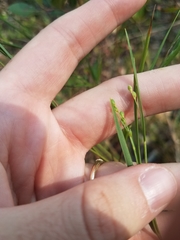 Dichanthelium angustifolium