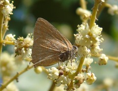 Cyanophrys
