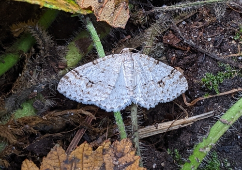 Welsh Wave Moth photo 4