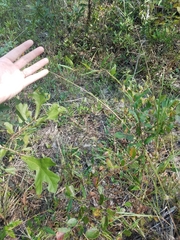Dichanthelium angustifolium