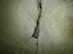 Tarentola boehmei