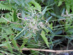 Epilobium obscurum