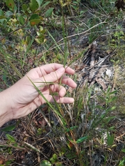 Dichanthelium angustifolium