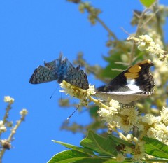 Doxocopa laure laure