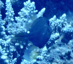 Cantherhines pardalis