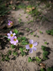 Oxalis caprina