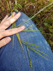 Dichanthelium angustifolium