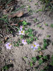 Oxalis caprina