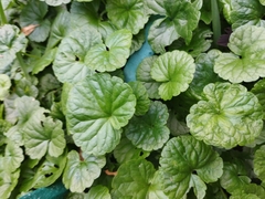 Glechoma hederacea