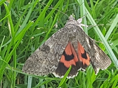 Catocala nupta