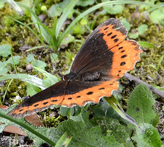 Oxeoschistus simplex