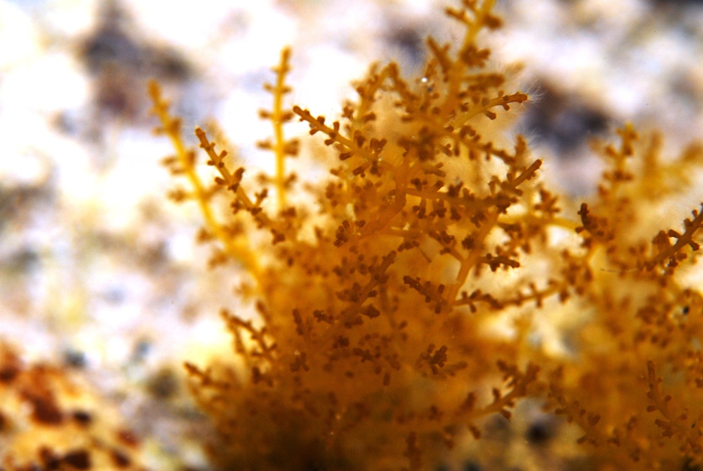 Laurencia forsteri