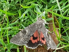 Catocala nupta