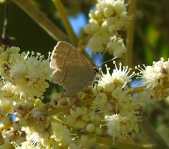 Electrostrymon hugon