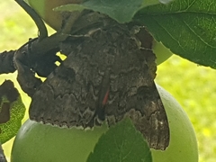 Catocala nupta