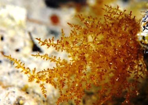 Representative image of Rhodomelaceae