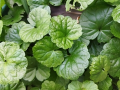 Glechoma hederacea
