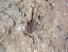 Centruroides baldazoi