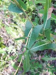 Lactuca serriola