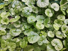 Glechoma hederacea