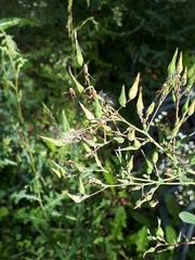 Lactuca serriola
