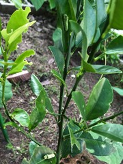 Papilio demoleus malayanus